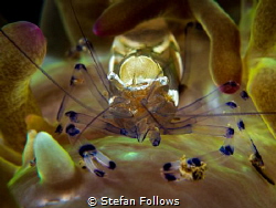 Ol' Two Eyes
Clown Anemone Shrimp - Periclimenes brevica... by Stefan Follows 